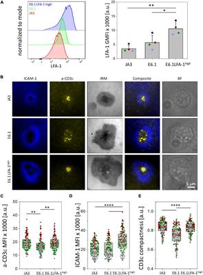 Increasing LFA-1 Expression Enhances Immune Synapse Architecture and T Cell Receptor Signaling in Jurkat E6.1 Cells